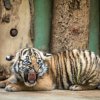 Malajská tygřata v pražské zoo byla dnes představena médiím a veřejnost je uvidí od čtvrtka. Foto: Ondřej Kroutil, Zoo Praha
