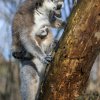 Rodiči nového lemura kata jsou téměř šestiletá samice Anka původem z Paříže a stejně starý chovný samec Tali narozený v Bratislavě. Foto: Petr Hamerník, Zoo Praha.