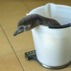 Malí tučňáci Humboldtovi přibývají úspěšně na váze. Foto: Petr Hamerník, Zoo Praha.