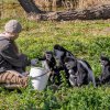 Guerézy pláštíkové při krmení s chovatelkou Lucií Holatovou. Foto: Petr Hamerník, Zoo Praha.