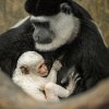 Foto: Petr Hamerník, Zoo Praha