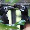 Foto: Antonín Vaidl, Zoo Praha
