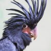 Mládě kakadua palmového je letos jediné, které se podařilo přirozeně odchovat v Evropě. Foto: Václav Šilha, Zoo Praha
