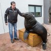 Jedním z gratulantů byl také populární lachtan Meloun. Autor: Václav Šilha, Zoo Praha.