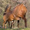 Padesáté narozené mládě antilop bongo v historii jejich chovu Zoo Praha již mohou návštěvníci vidět ve výběhu. Foto: Václav Šilha, Zoo Praha 