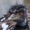 Sněhová pokrývka nerozhodí ani emu hnědého. Foto: Petr Hamerník, Zoo Praha