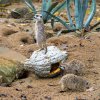 Surikaty ve vydlabaných dýních lovily cvrččí překvapení. Foto: Petr Hamerník, Zoo Praha