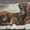 Spojení Mawar a Pagyho proběhlo podle chovatelů na výbornou. Foto: Petr Hamerník, Zoo Praha