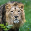 Foto: Petr Hamerník, Zoo Praha