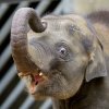 Slůně Max už má několikacentimetrové kly. Foto: Petr Hamerník, Zoo Praha