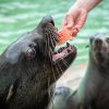 Ze skupiny lachtanů jihoafrických si nejvíce pochutnal samec Meloun. Jen co spořádal svůj příděl, už se poohlížel po dalším. Foto: Petr Hamerník, Zoo Praha