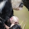 Samice Lucie se i tentokrát projevila jako vzorná a zkušená matka. Foto: Petr Hamerník, Zoo Praha