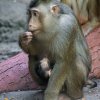 Malý makak je podle všeho v pořádku, ihned se u něj projevil úchopový i sací reflex. Foto: Petr Hamerník, Zoo Praha.