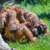 Samice Mawar ve venkovním výběhu kojí dceru Diri.  Foto: Petr Hamerník, Zoo Praha