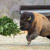 U bizonů bylo také veselo, větve a stromky létaly vzduchem po celém výběhu. Foto: Petr Hamerník, Zoo Praha