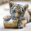 Sameček Bulan může někomu připadat jako mazlíček, skrývá se v něm však nebojácná šelma. Foto: Petr Hamerník, Zoo Praha