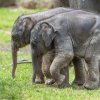 „Pražský zázrak“. Dvě krátce po sobě narozené samičky slona indického v Zoo Praha. Foto: Petr Hamerník, Zoo Praha.