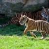 Wanita si poprvé užívá pobyt ve venkovní expozici, samozřejmě za dozoru matky Banyi.  Foto: Petr Hamerník, Zoo Praha
