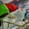 Zoo Praha odchovala toto mládě vzácné krasky krátkoocasé jávské za pomoci „maňáska“. Foto: Petr Hamerník, Zoo Praha.