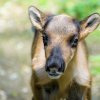 Sob karelský je jediným divokým poddruhem soba chovaným a množeným v lidské péči. Foto: Petr Hamerník, Zoo Praha