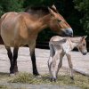 Nově narozený hřebec je v pořadí již pátým mládětem klisny Jessicy.  Foto: Petr Hamerník, Zoo Praha