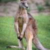Klokan obrovský tasmánský ve výběhu nového pavilonu Darwinův kráter, který veřejnost neměla dosud možnost vidět. Foto: Petr Hamerník, Zoo Praha.