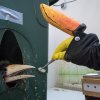 Na „maňáskovi“, který je věrnou napodobeninou dospělého dvojzoborožce, si chovatelé z pražské zoo dali opravdu záležet. Aby připomínal samici, přizpůsobili dokonce i duhovku umělého oka. Foto: Petr Hamerník, Zoo Praha.