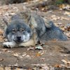 K nejodolnějším zvířatům pražské zoo patří vlci eurasijští.  Foto: Petr Hamerník, Zoo Praha.
