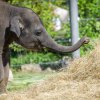 Max už váží 766 kilogramů. Jeho i Rudiho chovatelé poprvé vážili v chráněném kontaktu. Foto: Petr Hamerník, Zoo Praha