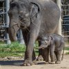Nové zkušenosti sbírala sloní samička pod dohledem matky Tamary. Foto: Petr Hamerník, Zoo Praha.