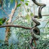 Foto: Petr Hamerník, Zoo Praha