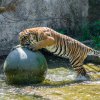 K ponoření se do vody tygřata potřebují trochu namotivovat, ale k tomu často postačí například velký míč. Foto: Petr Hamerník, Zoo Praha.
