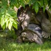 Pobyt na slunci je pro želvy důležitý i proto, že UVB paprsky napomáhají správnému vývoji krunýře. Foto: Petr Hamerník, Zoo Praha