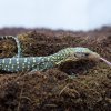 Čerstvě vylíhnuté mládě varana moluckého je na snímku zachyceno ve chvíli, kdy ho kurátor přemístil do terária. Foto: Petr Hamerník, Zoo Praha.