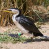 Kořist získává kormorán pod vodou, nohy s plovacími blánami mu slouží jako vesla. Foto: Petr Hamerník, Zoo Praha.