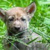 Mláďata se pomalu osmělují a vyráží na toulky po výběhu. Foto: Petr Hamerník, Zoo Praha.
