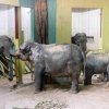 Donna a Sita se v novém domově již krátce po vyložení začaly seznamovat s mladými samci ve vedlejším boxu. Foto Ireneusz Dabrowski, Zoo Praha.  