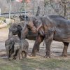 Návštěvníci mají nyní možnost vidět všechny slonice i slůňata pohromadě. Foto: Petr Hamerník, Zoo Praha