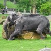 Slonice Gulab se věnuje svým oblíbeným kamenům, o které se spokojeně drbe. Foto Petr Hamerník, Zoo Praha.