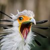Hadilov písař dostal jméno podle typických na hlavě prodloužených per. Foto: Petr Hamerník, Zoo Praha 