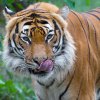 Tygři patří k ohroženým druhům kvůli devastaci jejich přirozeného prostředí, na to v sobotu bude upozorňovat Zoo Praha v rámci Mezinárodního dne tygrů. Foto: Petr Hamerník, Zoo Praha.