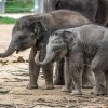 Max a Rudolf jsou v současné době největšími hvězdami pražské zoo. Foto Petr Hamerník, Zoo Praha. 