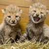 Dvě z mláďat gepardů narozených v pražské zoo. Foto: Petr Hamerník, Zoo Praha