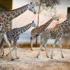 Nsia (na fotografii jde jako první) byla druhý den po příchodu spojena s ostatními samicemi, které ji přijaly bez problémů.  Foto Petr Hamerník, Zoo Praha