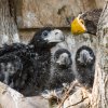 Vzácná trojčata orlů východních mohou návštěvníci vidět ve voliéře ve spodní části zoo. Foto: Petr Hamerník, Zoo Praha. 