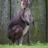 Fotbalová legenda Antonín Panenka v neděli v Zoo Praha pokřtí mládě klokana horského východního. Foto: Tereza Mrhálková, Zoo Praha. 