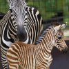Chovatelé teď pouštějí mládě s matkou za příznivého počasí každý den na dvorek. Foto: Tereza Mrhálková, Zoo Praha.