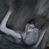 Podle chovatelů Zoo Praha má novorozeně dobrý sací i úchopový reflex. Foto: Vít Lukáš, Zoo Praha.