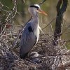 V hnízdech volavek popelavých volně žijících v areálu Zoo Praha jsou již poměrně velká mláďata. Autor Miroslav Bobek, Zoo Praha