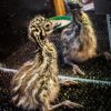 Mládě emu hnědého vzešlo z posledního, „vánočního“ vejce. Foto: Miroslav Bobek, Zoo Praha.
